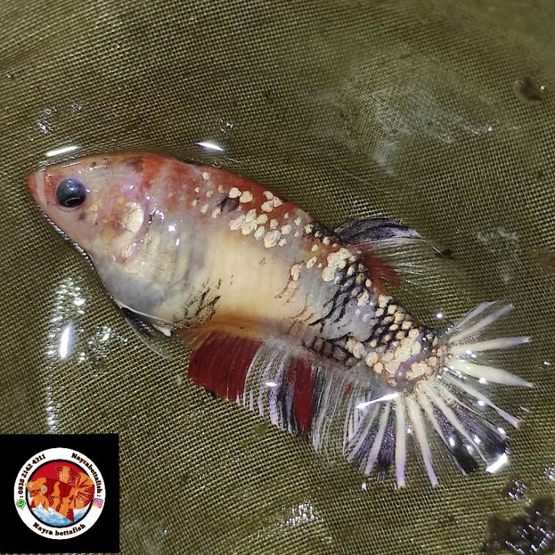 cupang female nemo cooper real pict