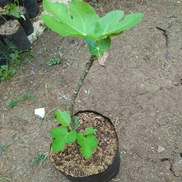 BIBIT TANAMAN BUAH TIN MERH-BIBIT POHON TIN MERAH I9F