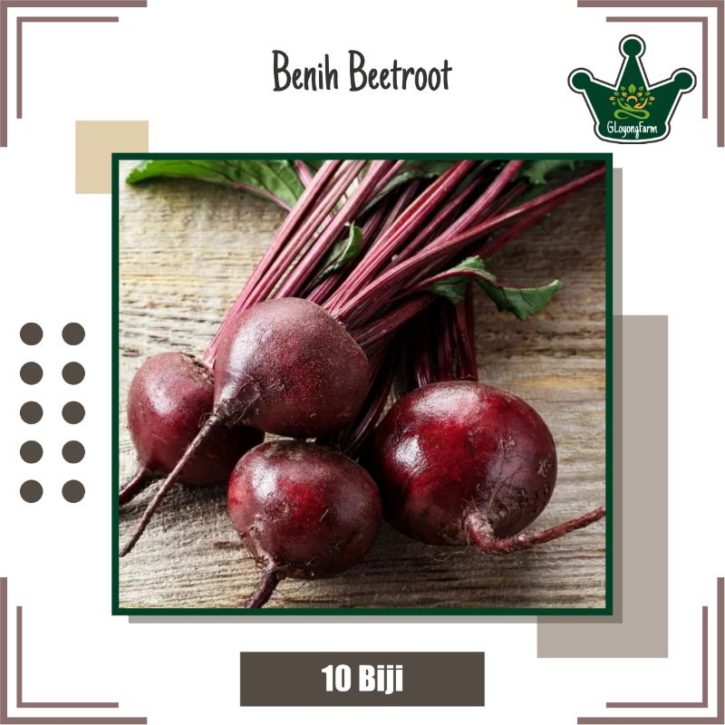 Benih Beetroot F1 Buah Beet - Bibit Sayuran