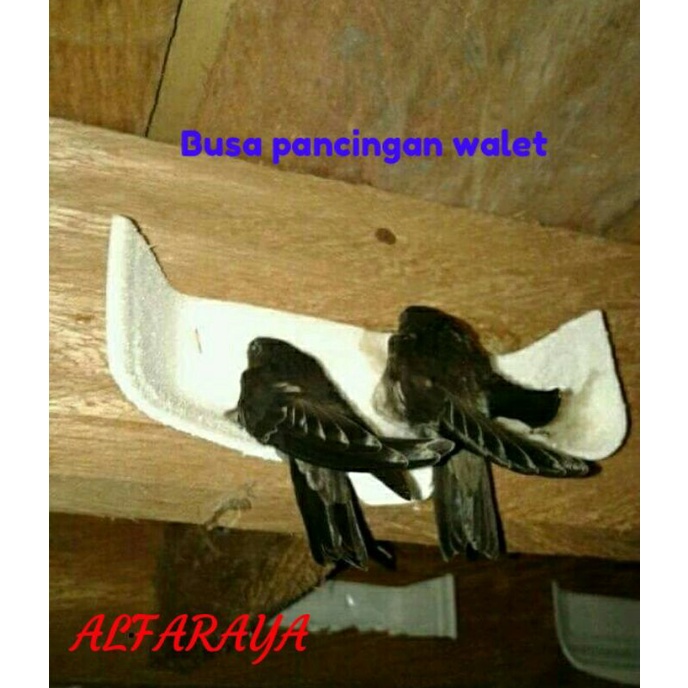 Busa pancingan burung walet