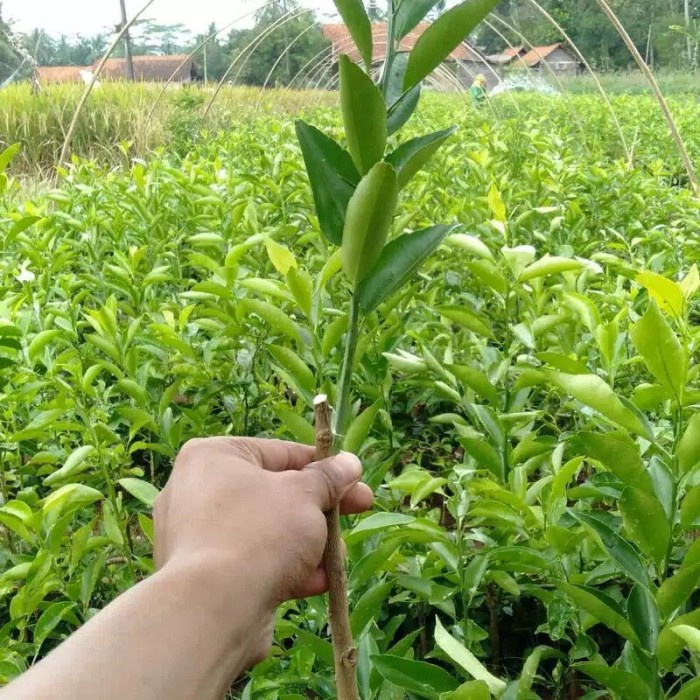 BIBIT JERUK SANTANG MADU MANIS