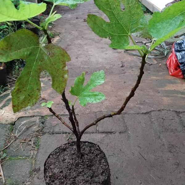 ✸ Pohon Tin-Bibit Tanaman Tin Buah Tin ™