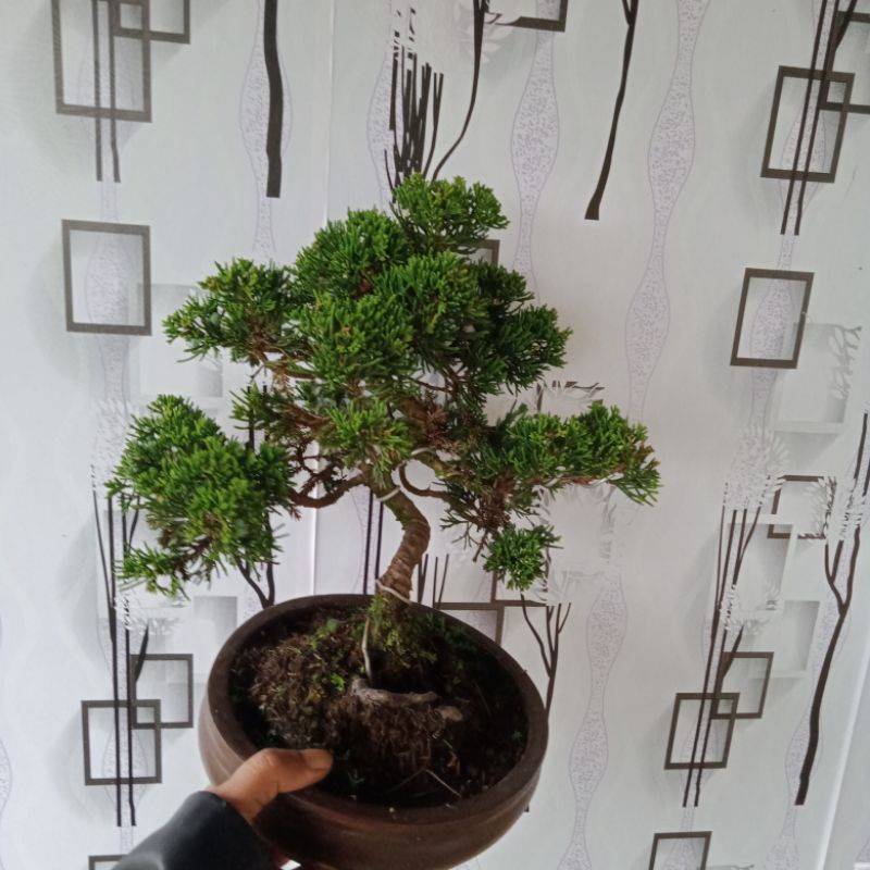 bonsai cemara sinensis,(realpict.) tinggal pajang