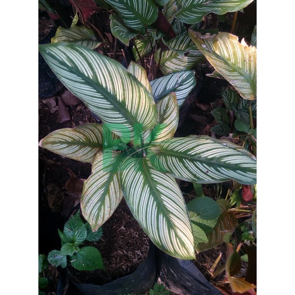 tanaman calathea BERVARIASI Murah kalatea - BAKUL KEMBANG