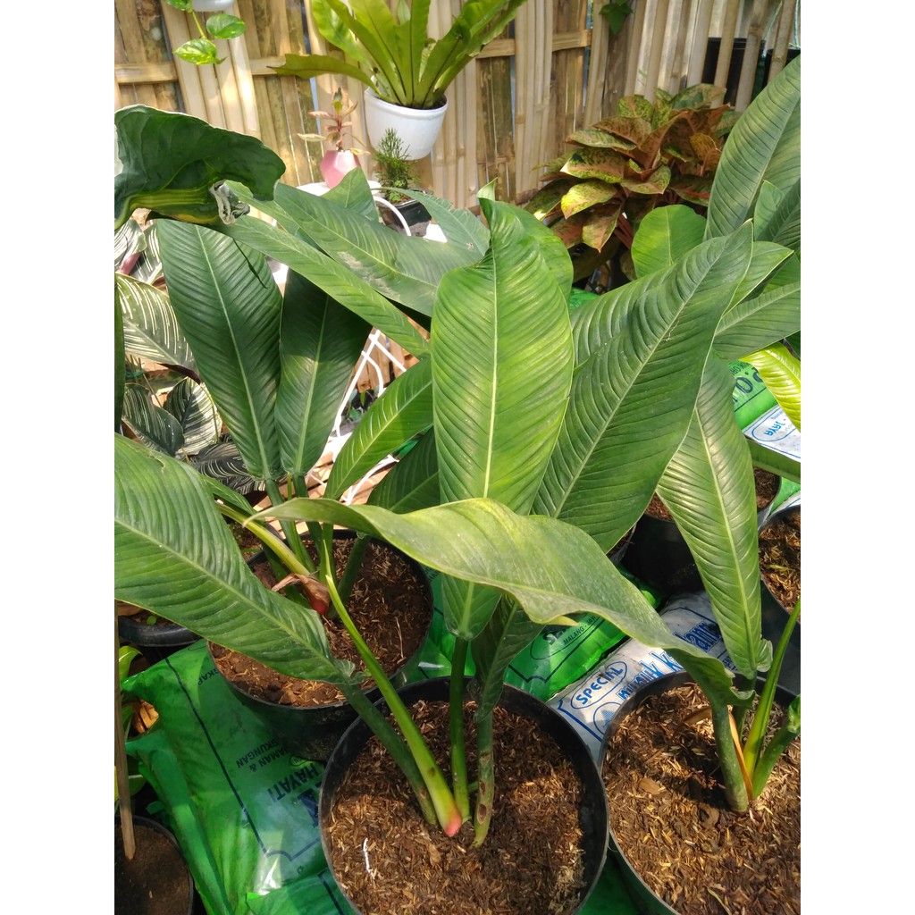 PHILODENDRON LYNETTE