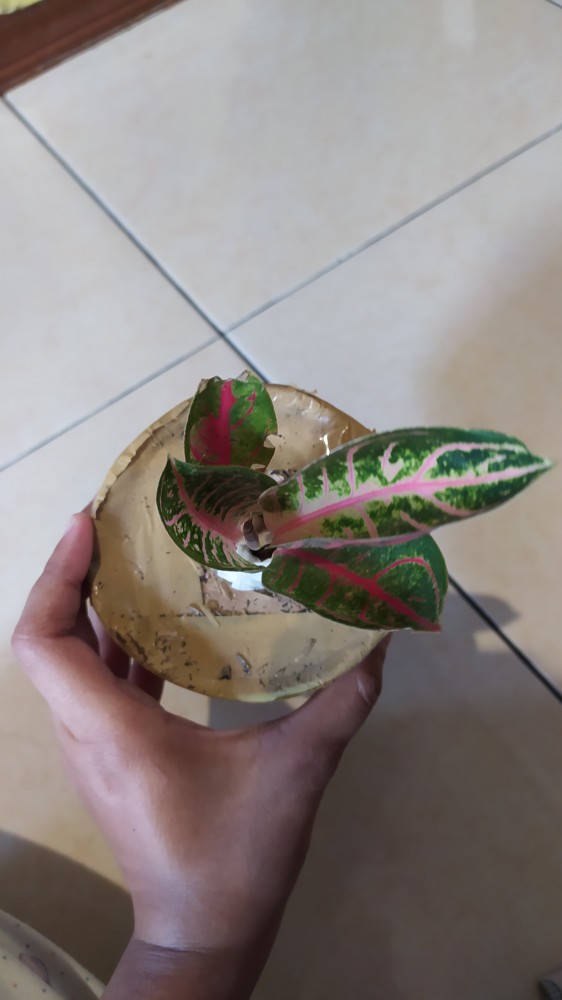 Bibit Bunga Aglonema Red Sumatra