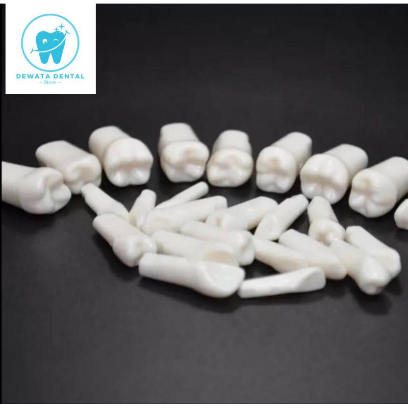 Gigi Typodont untuk Model Nissin 32 teeth Gigi Preparasi