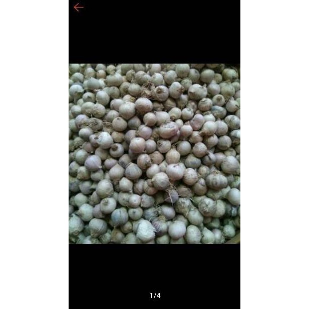 

CXC82₳♦➶ Bawang Putih Tunggal / Lanang 100gram