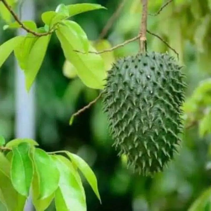 

daun sirsak