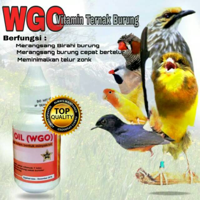 WGO wheat germ oil vitamin ternak segala jenis burung wgo asli