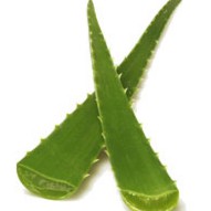 Lidah Buaya / Aloe Vera 500g