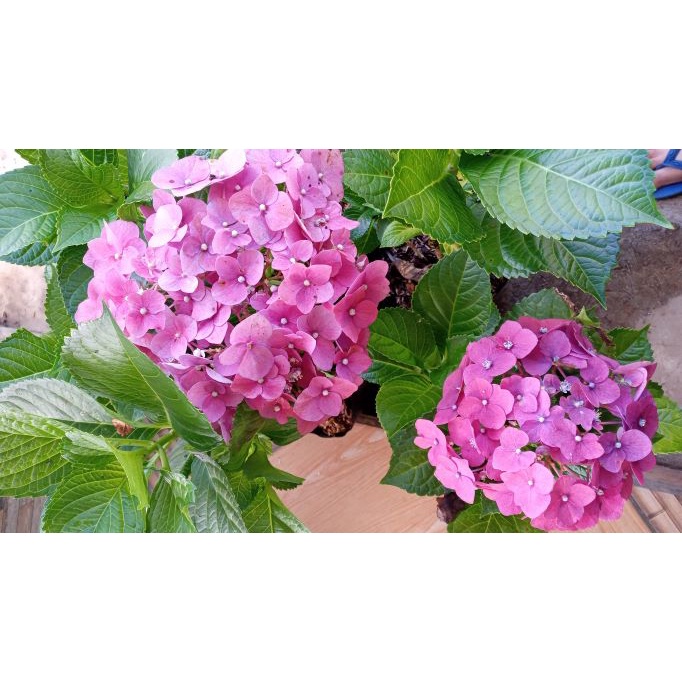 Bibit Tanaman Hias Bunga Hortensia  Pancawarna Tanaman Hydrangea (Dewasa) -Bibit Bunga Bokor Kondisi Berbunga