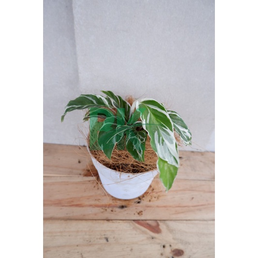 tanaman hias calathea tisu - tisu fusion - BAKUL KEMBANG