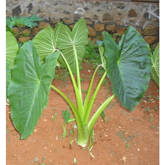 

Talas Sayur