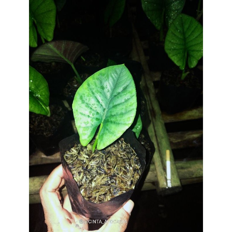 

anakan alocasia regina