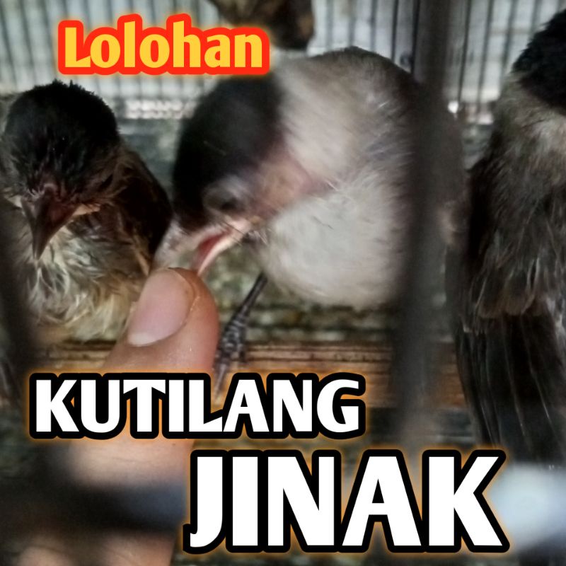 Burung Kutilang Jinak Anak Lolohan Jantan Pilihan
