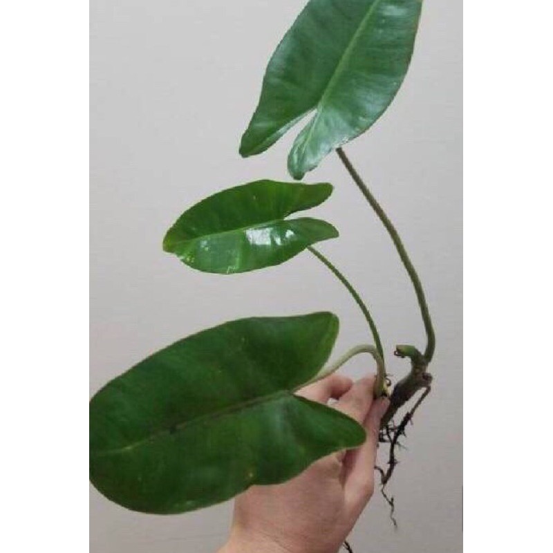 philodendron burle marx