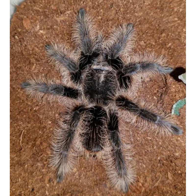Kartu Tliltocatl Albopilosum