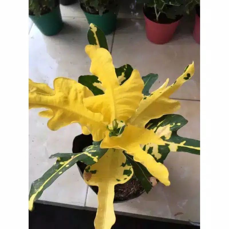 Tanaman Hias Puring Terang Bulan , Puring Terang Bulan, Pohon Puring