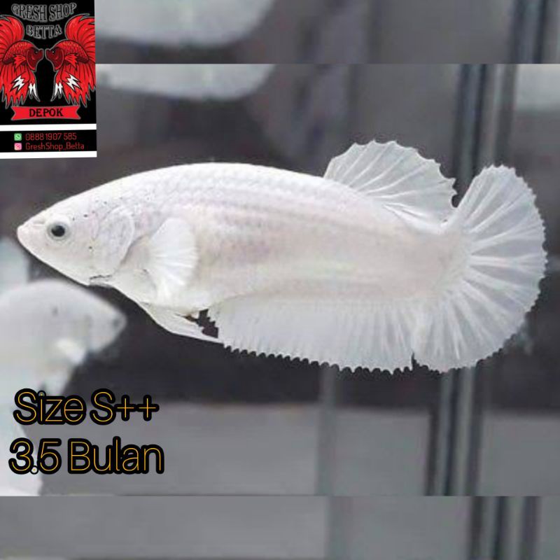 Cupang PK White Platinum Female
