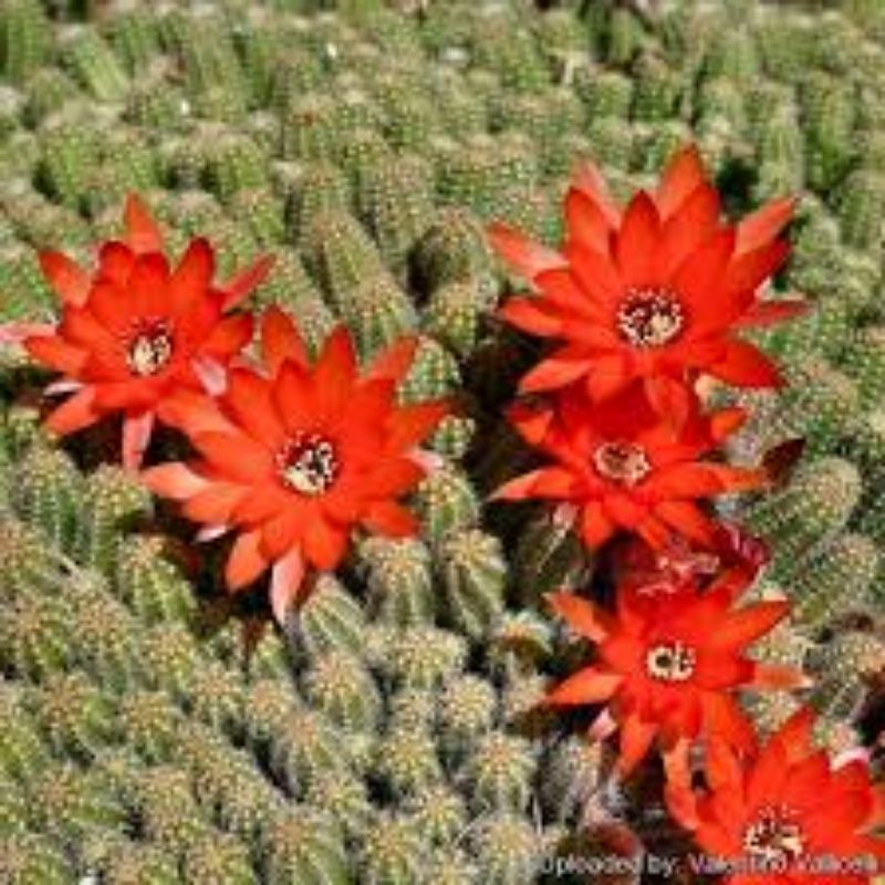 Echinopsis chamaecereus/Kaktus ownroot/Peanut cactus/Kaktus kacang