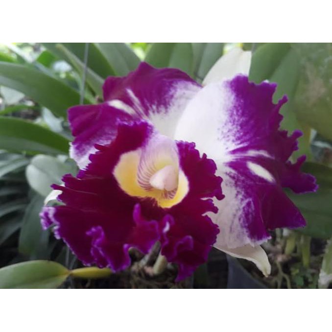 Cattleya Blc. White Spark