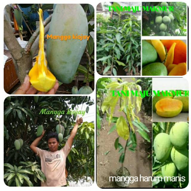 Paket 3 bibit mangga (kiojay,madu,harum manis)