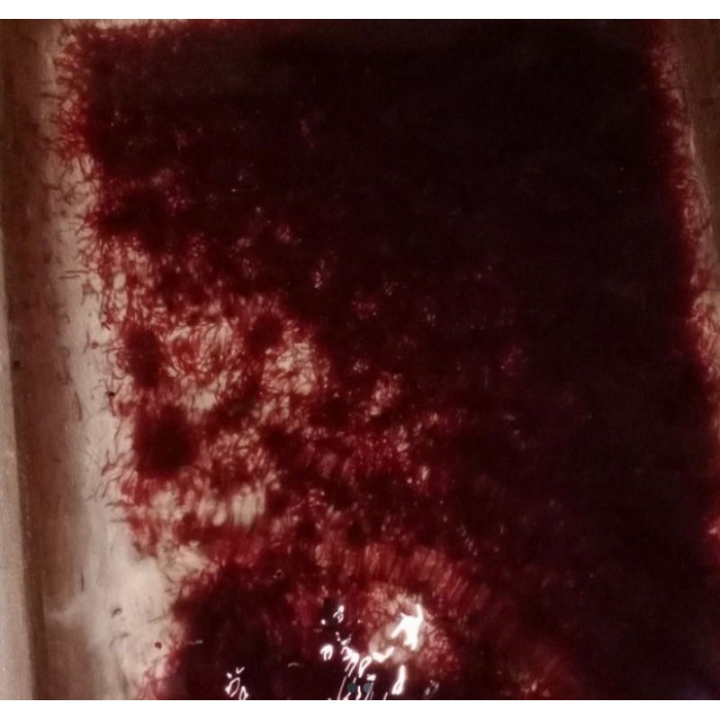 Cacing Darah ( Cadar ) / Pakan Ikan Cupang / Ikan Guppy / Ikan Hias / Burayak