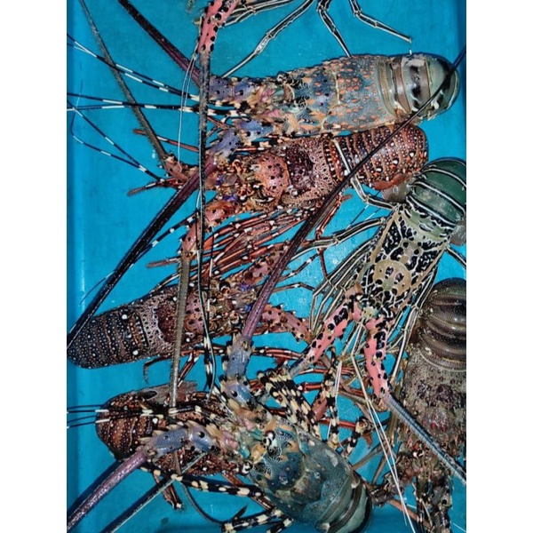Lobster Hidup