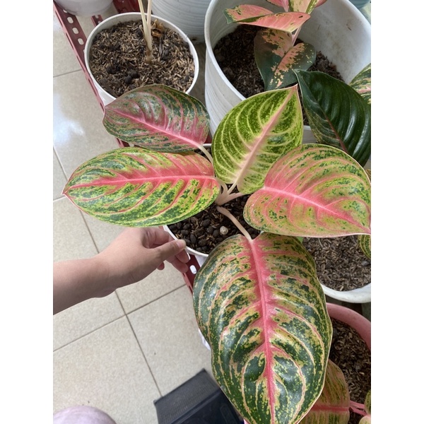 Aglonema Andini dewasa 5 daun