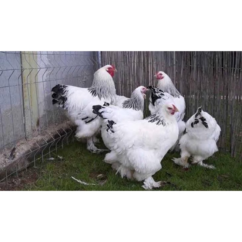 Telur ayam brahma fertil fresh original