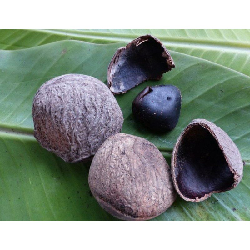 

Kluwek 250 Gram Pasar Segar Depok