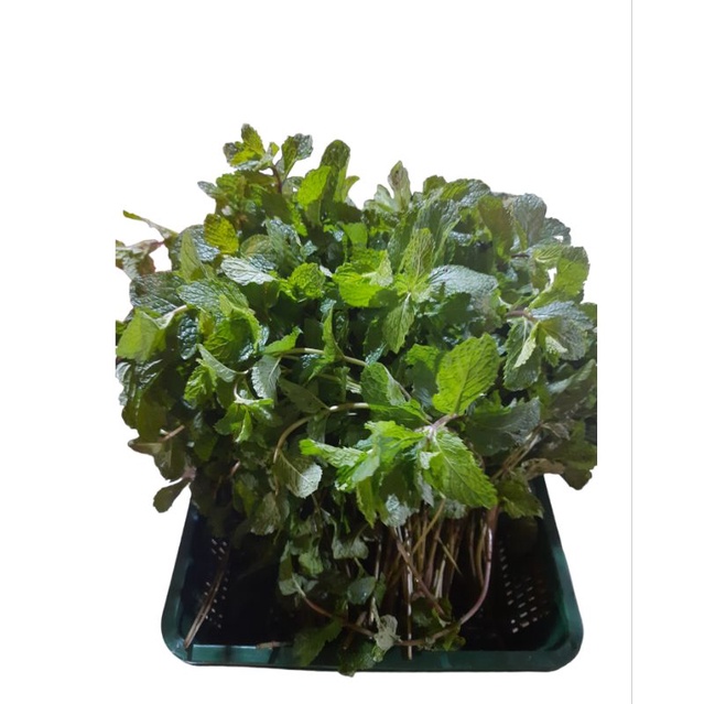 daun mint 500 gram