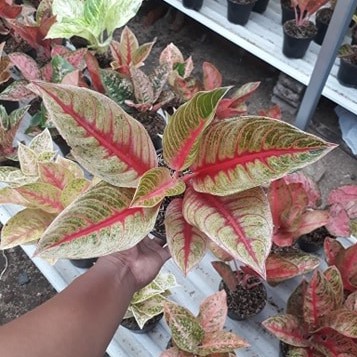 Bibit Bonggolan Aglonema Red Nancy - Bibit Aglonema