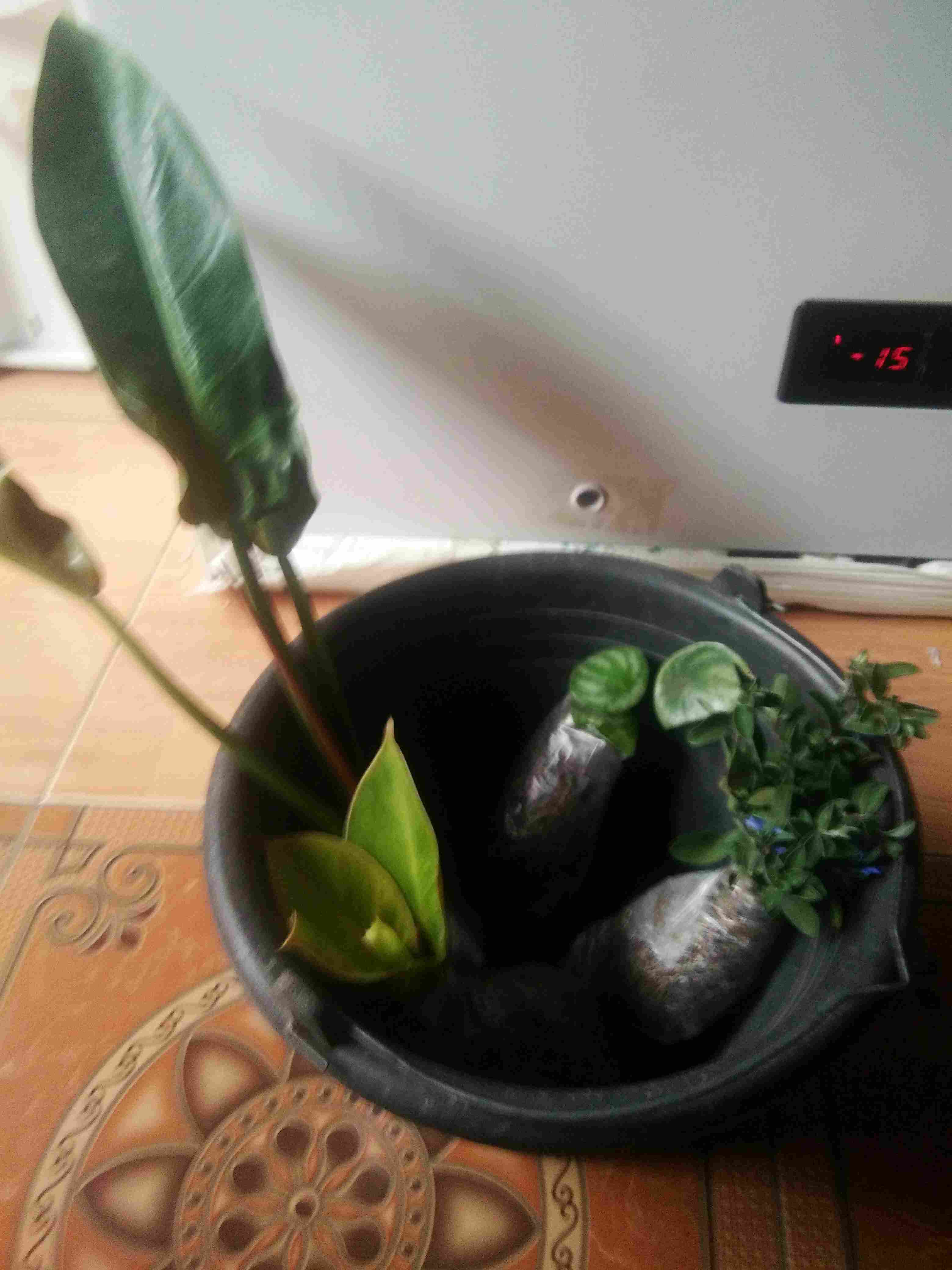 Tanaman Peperomia Semangka