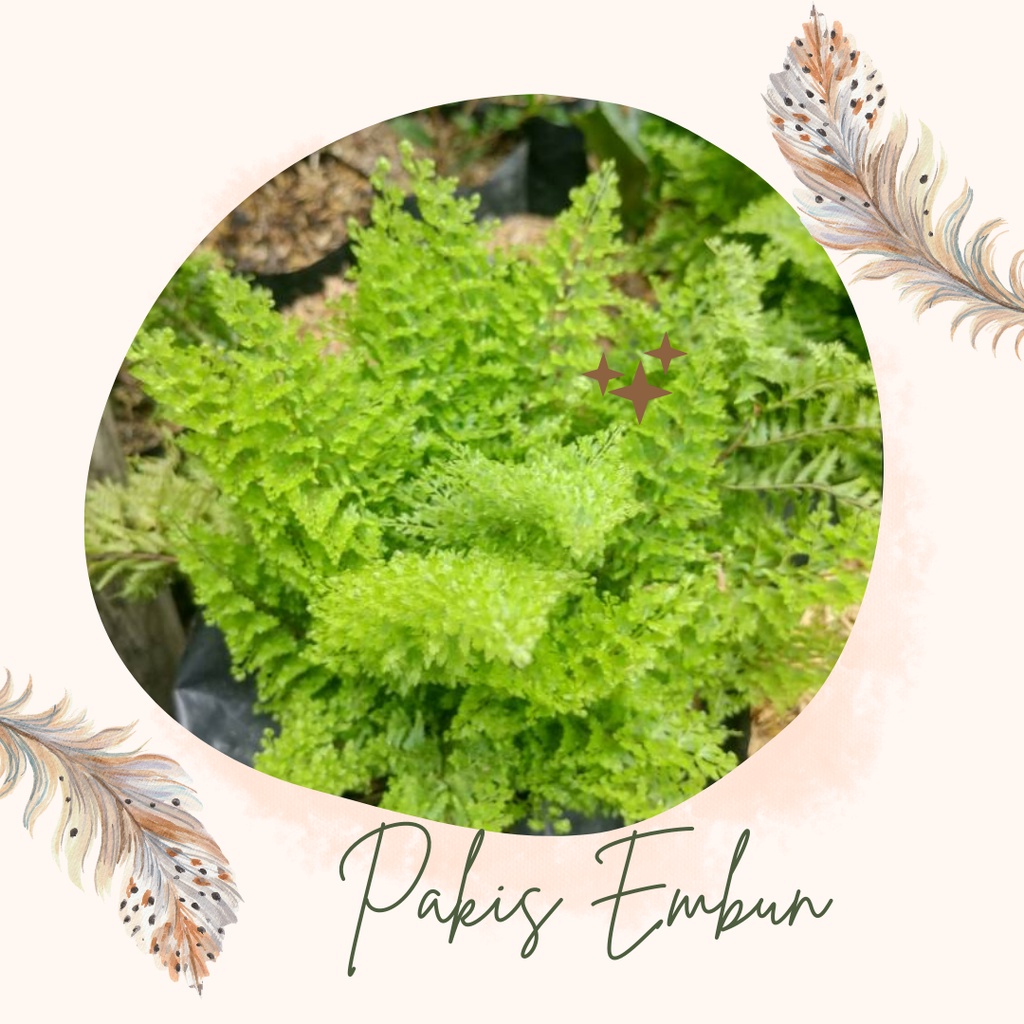 Tanaman Hias Pakis Embun Bunga Pakis Embun Pakis Embun Murah