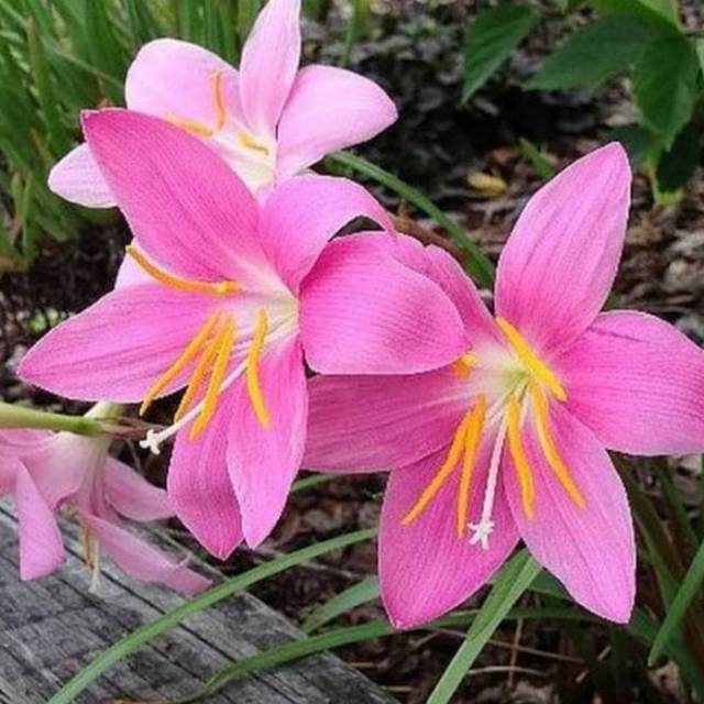  Tanaman  hias  liliy tulip  bunga  pink Shopee Indonesia