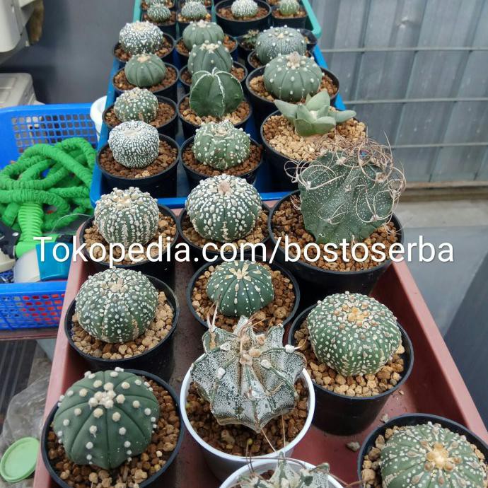 Kaktus Astrophytum / Astro Super Kabuto Size S