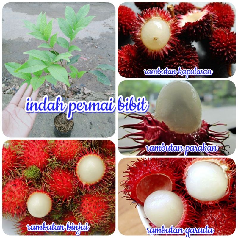 paket 4 bibit rambutan super unggul