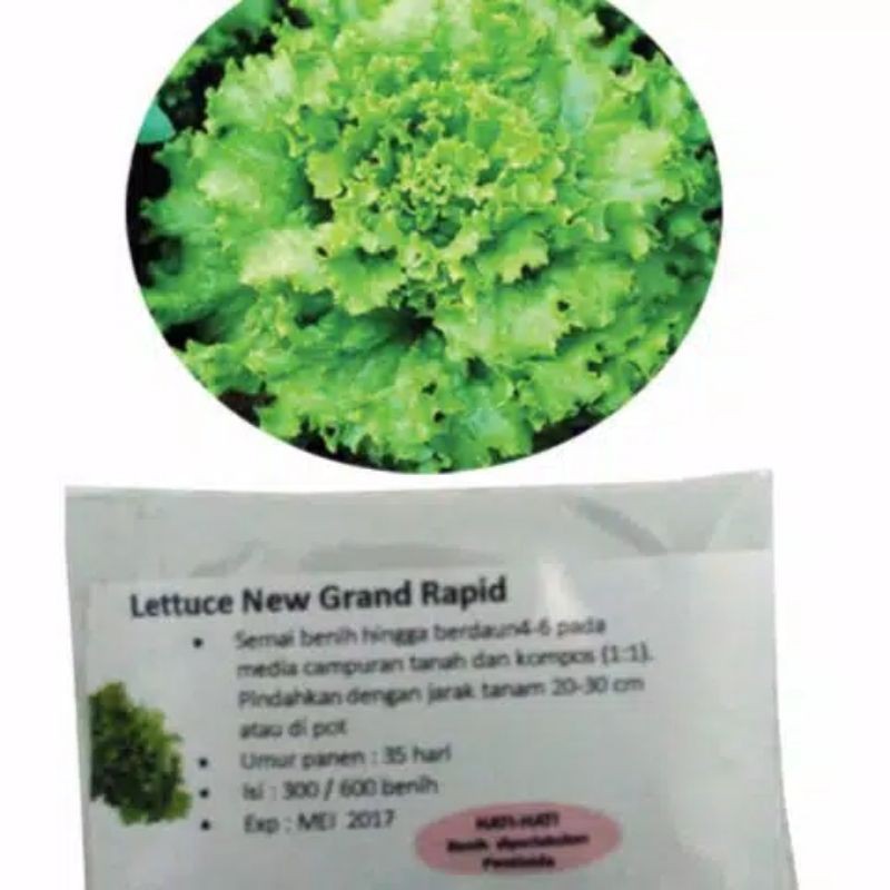 Benih Lettuce New Grand Rapid 300 benih