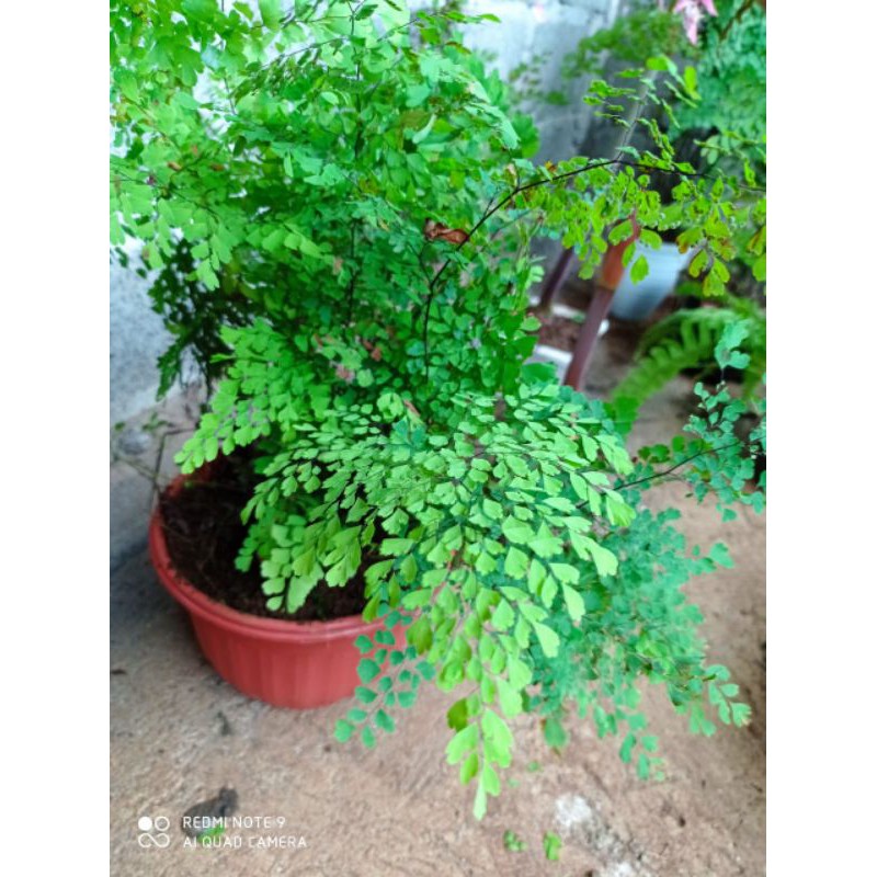 tanaman hias suplir daun kecil