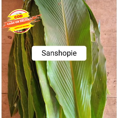 

Daun renggak weresah atau hangasa segar 500 gram