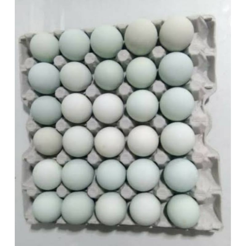 

TELUR BEBEK FRESH EGG