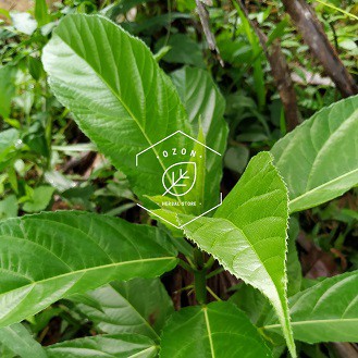 

Daun Awar Awar Segar 500gr