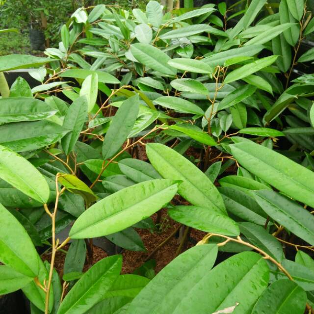 Bibit durian musang king kaki 3