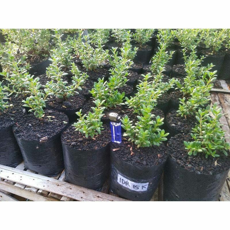 Bibit bonsai Santigi daun mawar