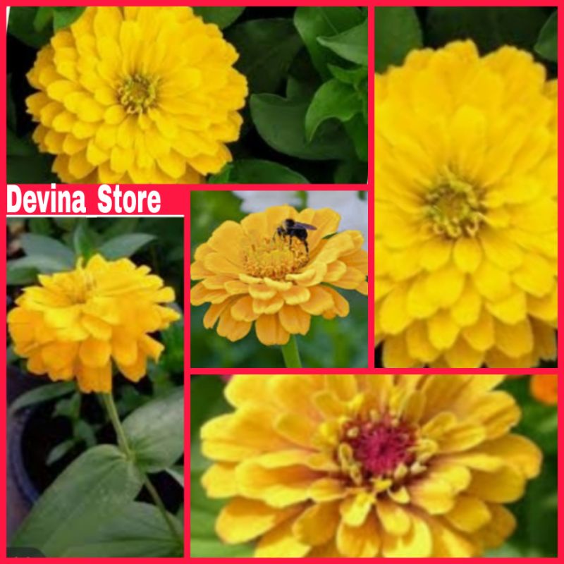 

Biji Bunga Zinnia pom (kuning)