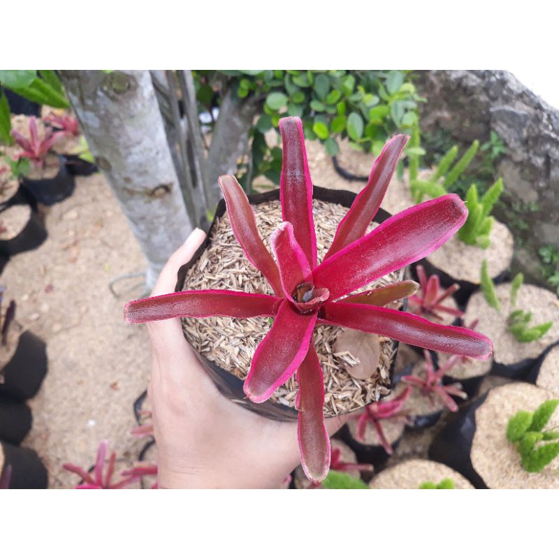 Tanaman hias bromelia tricolour pink mini