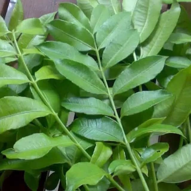 

PROMO Daun Kedondong Organik Segar Untuk Ramuan Herbal
