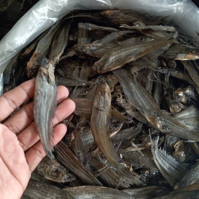 

Ikan asin Lais kecil | 500 gram | ikan asin selais kecil | ikan Lais | ikan asin | asli kapuas hulu